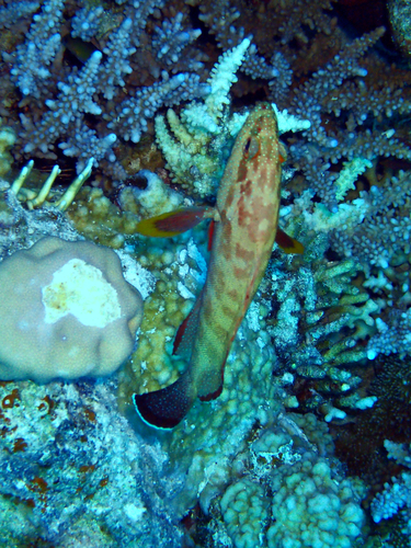 Yellowfin Hind — seen at this dive site
