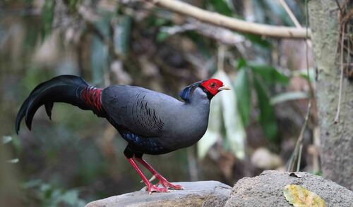 Siamese Fireback