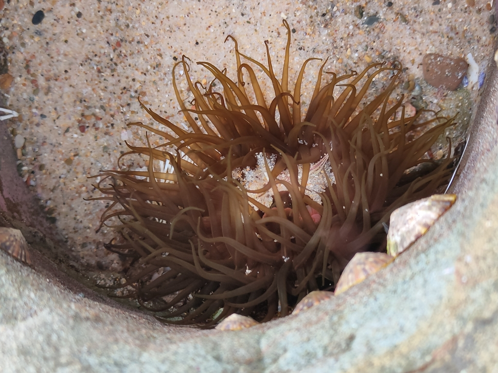 Snake Lock Breeding Green snakelock anemone from Toukley NSW 2263, Australia on December 7 ...