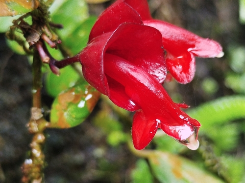 Aeschynanthus obconicus