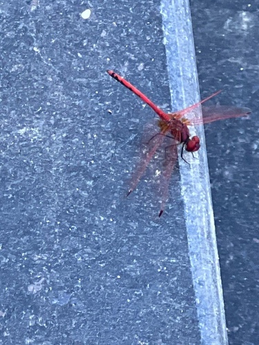 Red-veined Dropwing