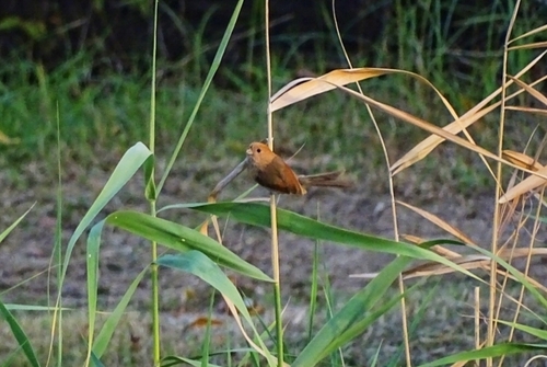 Vinous-throated Parrotbill