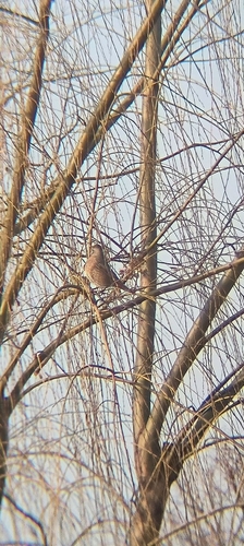 Naumann's Thrush