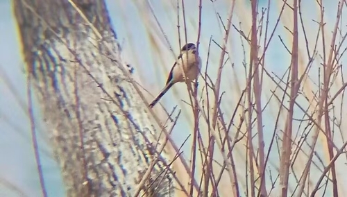 Silver-throated Tit