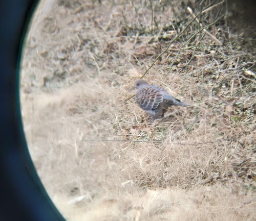 Oriental Turtle-Dove