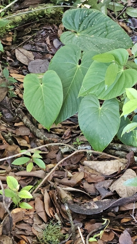 Anthurium roraimense