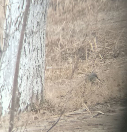 Grey-headed Woodpecker
