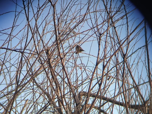 Oriental Greenfinch