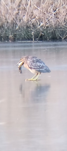 Black-crowned Night Heron
