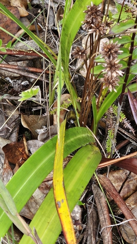 Stegolepis steyermarkii
