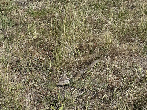 Eastern Brown Snake sighting
