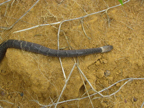 Günther's Black Snake