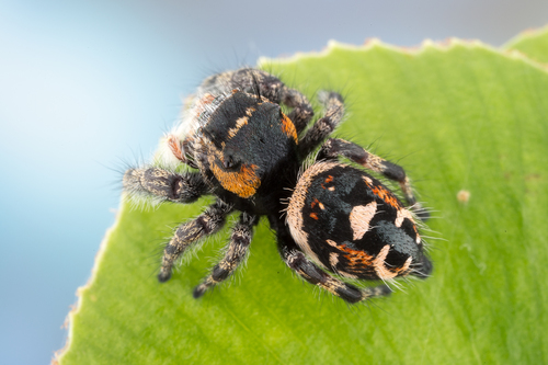 Phidippus adonis