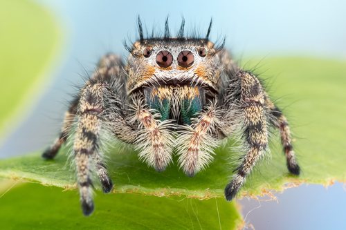 Phidippus adonis