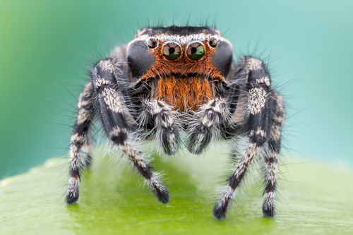 Phidippus adonis