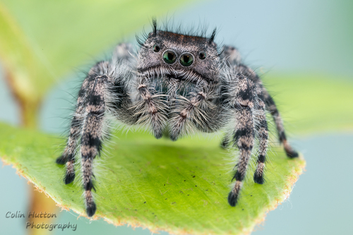 Phidippus adumbratus