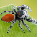 Phidippus adumbratus - Photo (c) c_hutton, all rights reserved, uploaded by c_hutton