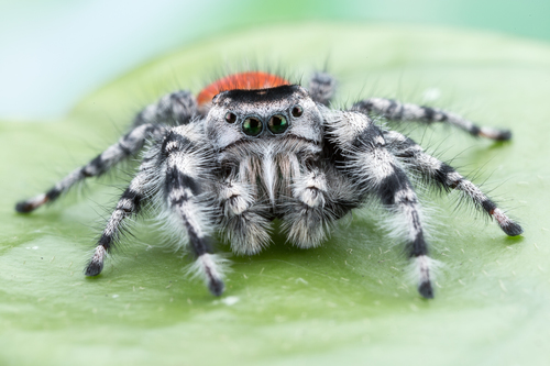 Phidippus adumbratus