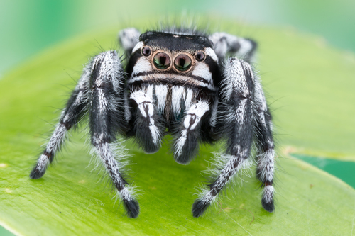 Phidippus albulatus
