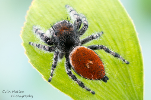 Phidippus adumbratus