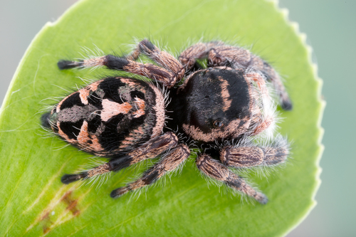 Phidippus albulatus