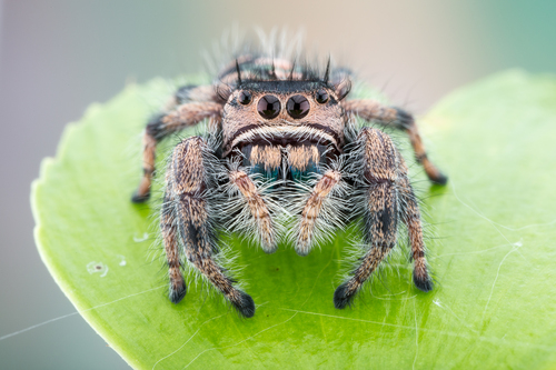 Phidippus albulatus