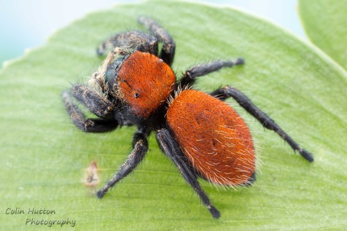 Apache Jumping Spider