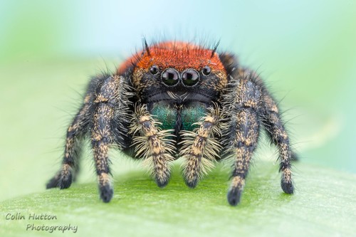 Apache Jumping Spider