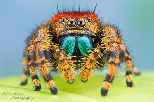 Apache Jumping Spider