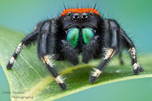 Apache Jumping Spider