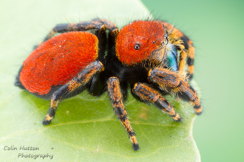 Apache Jumping Spider