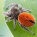 Desert Red Jumping Spider - Photo (c) c_hutton, all rights reserved, uploaded by c_hutton