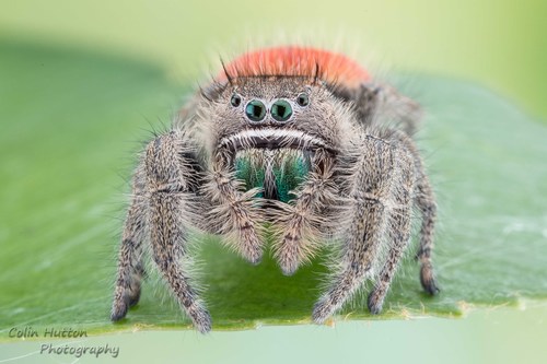 Desert Red Jumping Spider