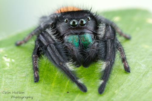 Desert Red Jumping Spider