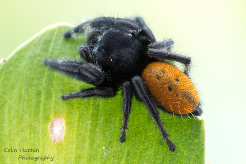Desert Red Jumping Spider