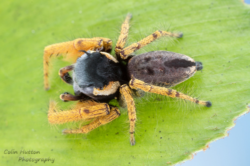 Phidippus arizonensis