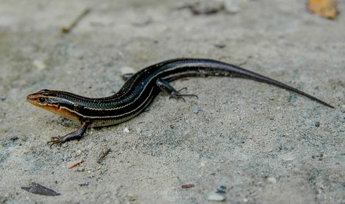 Southeastern Five-lined Skink