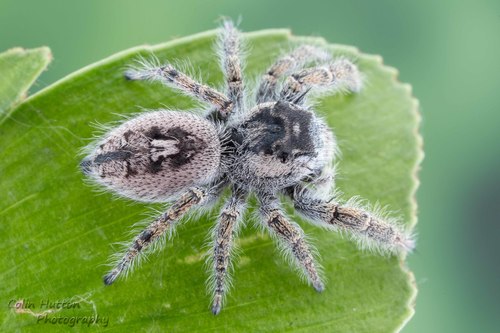Phidippus arizonensis
