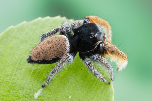 Phidippus arizonensis