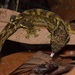 Southern Turniptail Gecko - Photo (c) Ryan L. Lynch, all rights reserved, uploaded by Ryan L. Lynch