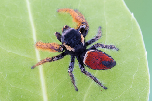 Phidippus arizonensis
