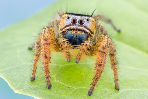 Phidippus arizonensis