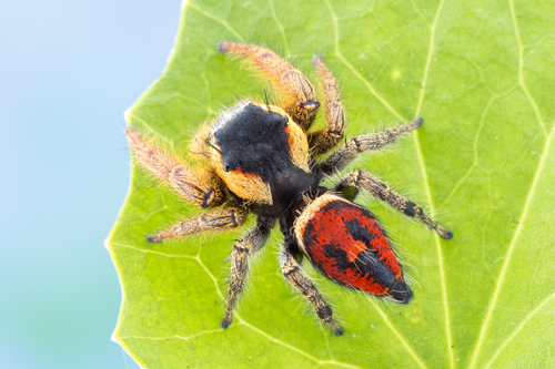 Phidippus arizonensis