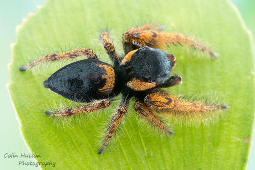 Phidippus arizonensis