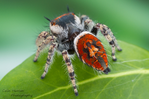 Phidippus arizonensis