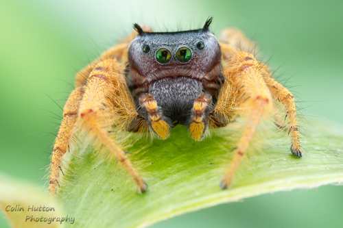Phidippus arizonensis