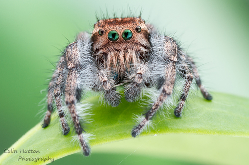 Phidippus asotus