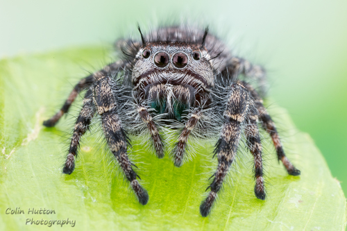 Phidippus asotus