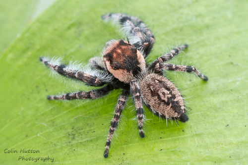 Phidippus asotus