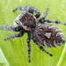 Phidippus asotus - Photo (c) c_hutton, all rights reserved, uploaded by c_hutton